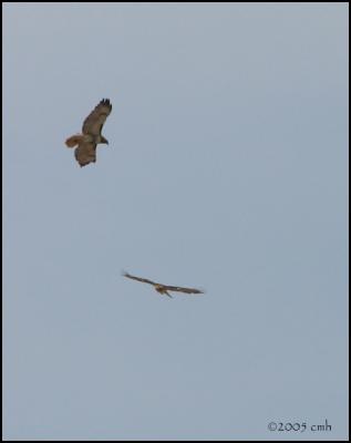 Red-tailed Hawks 3985.jpg