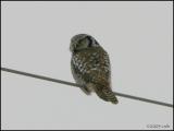 Northern Hawk Owl 1400.jpg
