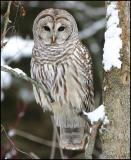 Barred Owl 1023.jpg