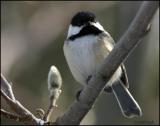 Black-capped Chickadee 3847.jpg