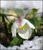 Christmas Rose 3834.jpg