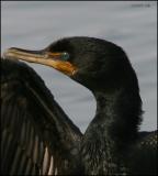 Double-crested Cormorant 3725.jpg