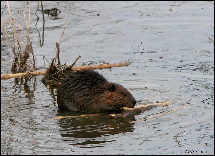 Beaver 4045.jpg