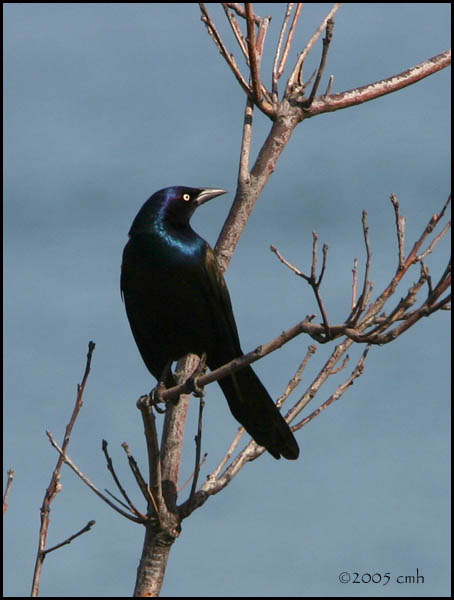 Common Grackle 3776.jpg