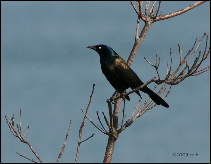 Common Grackle 3784.jpg