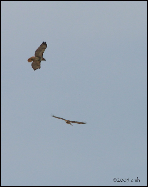 Red-tailed Hawks 3985.jpg