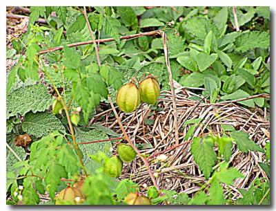 wild japanese lanterns.jpg