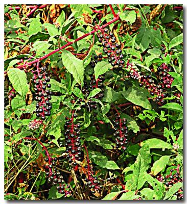poke berries.jpg
