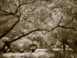 Sepia Dreams 14