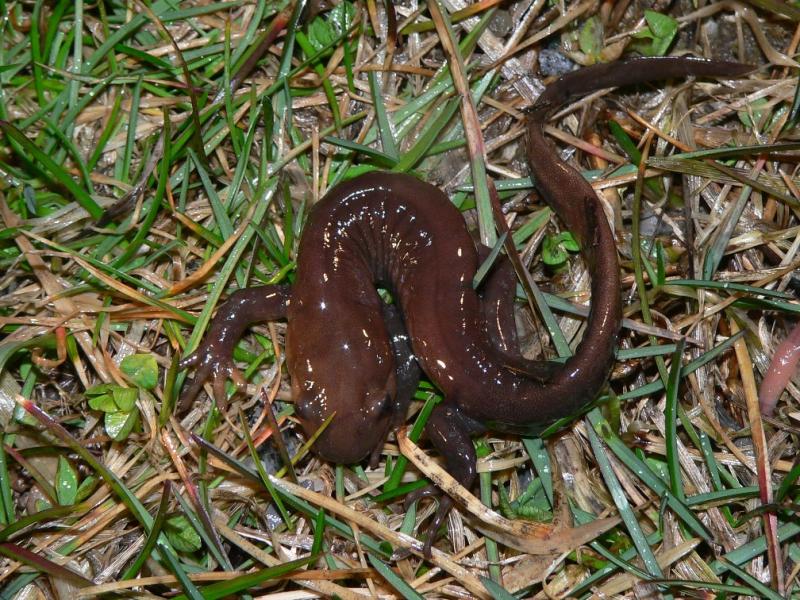 Jefferson Salamander - <i>Ambystoma jeffersonianum</i>