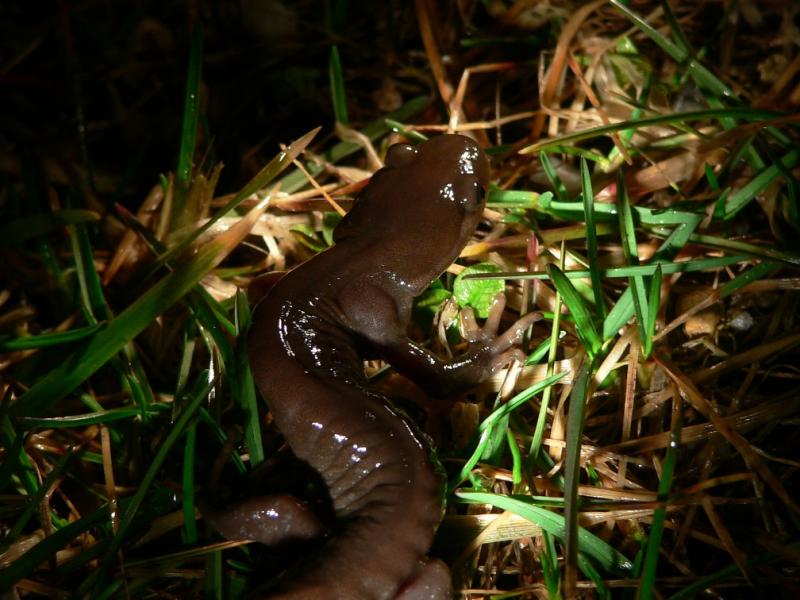 Jefferson Salamander - <i>Ambystoma jeffersonianum</i>