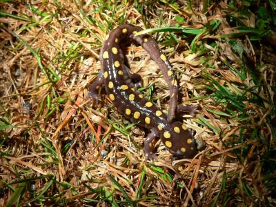 Spotted Salamander - <i>Ambystoma maculatum</i>