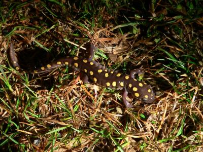 Spotted Salamander - <i>Ambystoma maculatum</i>