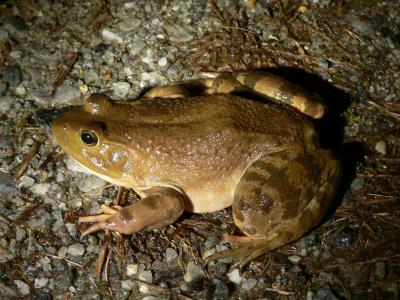 Bullfrog - Lithobates catesbianus