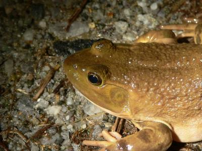 Bullfrog - Lithobates catesbianus