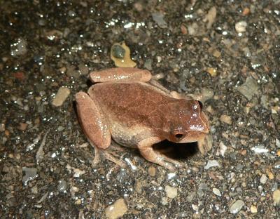 Spring Peeper - Pseudacris crucifer