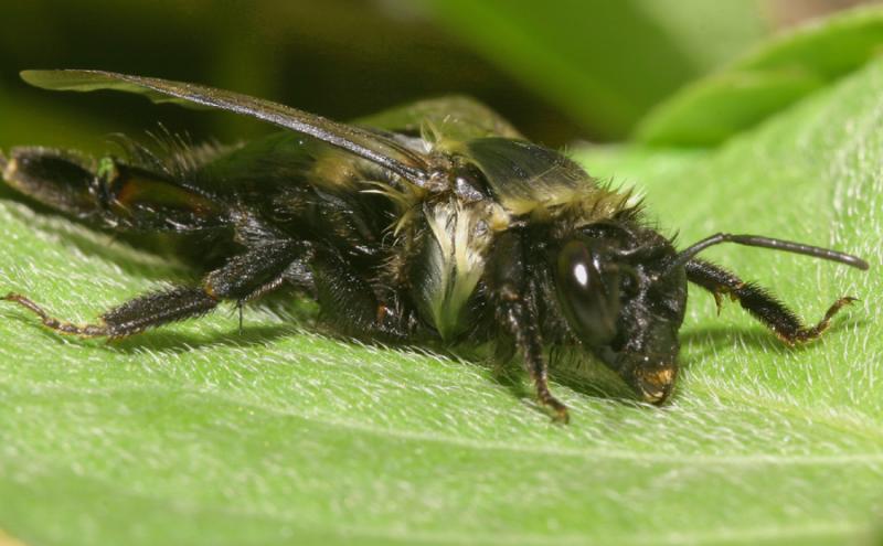 beecopy1.jpg