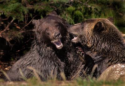 Grizzly Bear Fight 9