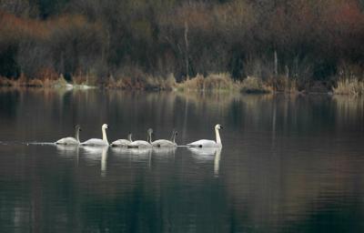 Migrating Trumpeter Swans