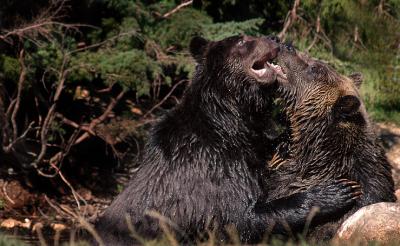 Grizzly Bear Fight 3