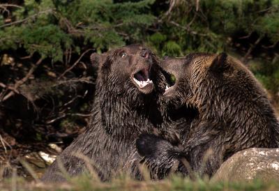Grizzly Bear Fight 8