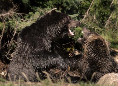 Grizzly Bear Fight 4