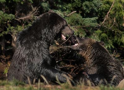 Grizzly Bear Fight 7
