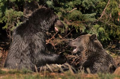 Grizzly Bear Fight 5