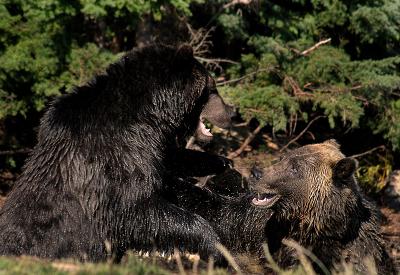Grizzly Bear Fight 6