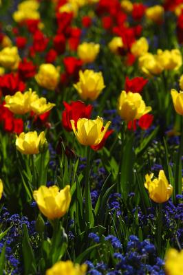 Spring Tulip Garden