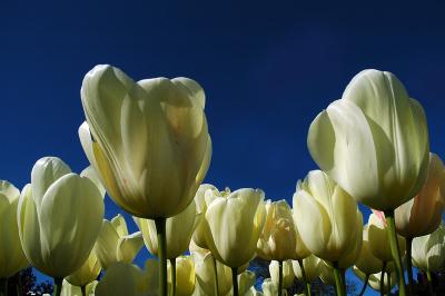 tulips up.jpg