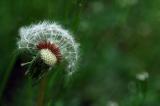 dandelion 4.jpg