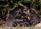 Grizzly Bear Fight 10