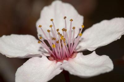 Plum Tree blossom (Large).jpg