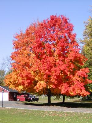 Maple at the manse