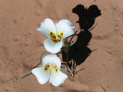 Sego lily - Zion N.P.