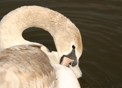 Mute Swan