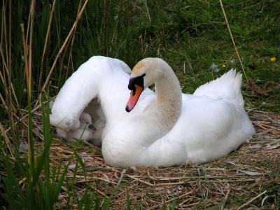 Mute swan with baby