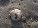 On the beach