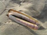 Razor shell