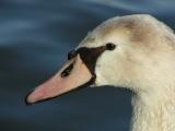 Young swan close up