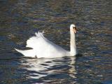 Female Mute Swan