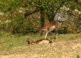 Fallow Deer