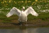 Mute Swan