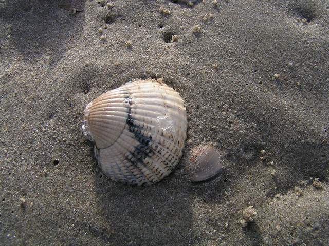 On the beach