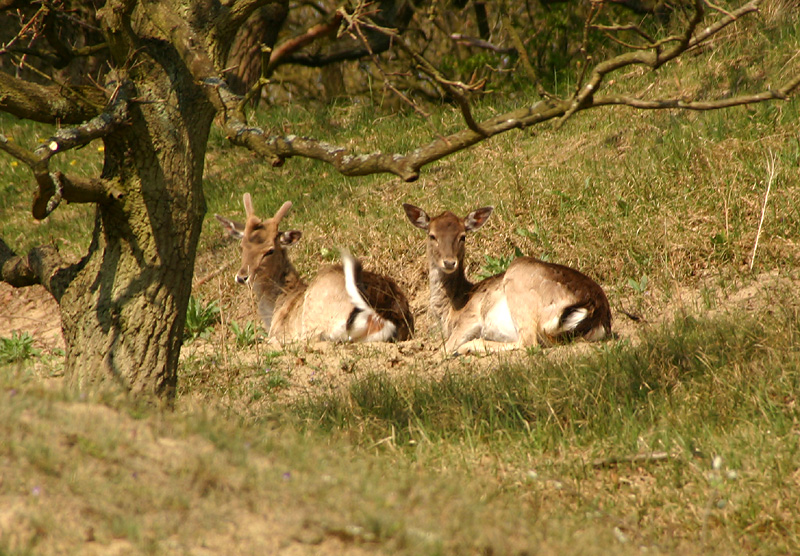Fallow Deer