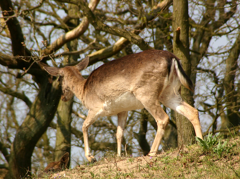 Fallow Deer