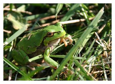 the little frog