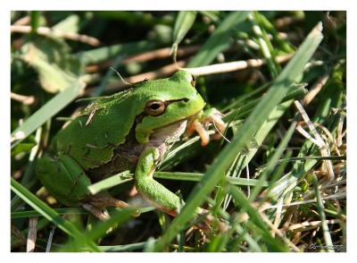 the little frog