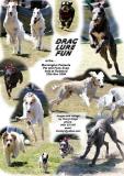 drag lure fun at rosebud pet expo